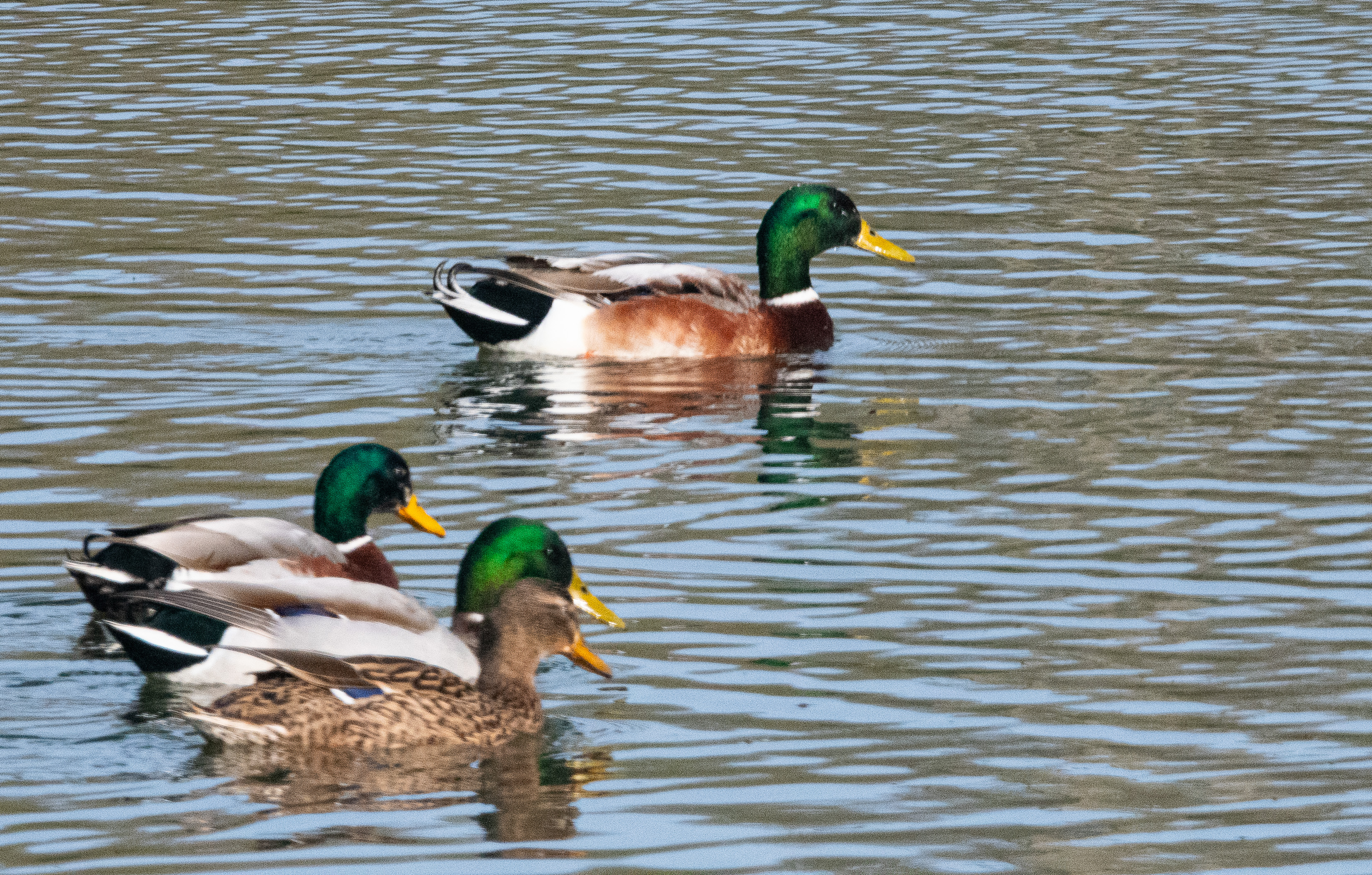 Canards Colvert mâles et femelle (Mallard, Anas platyrrhynchos), Dépôt 54 de la Réserve naturelle de Mont-Bernanchon, Hauts de France. 